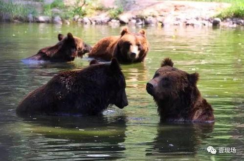 吃瓜视频动物大全,吃瓜视频带你领略动物世界奇观大全