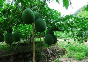 吊瓜可以熬着吃吗视频,探索吊瓜的独特烹饪方法