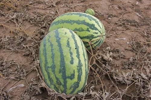 暮色镇吃瓜视频,揭秘神秘事件背后的真相