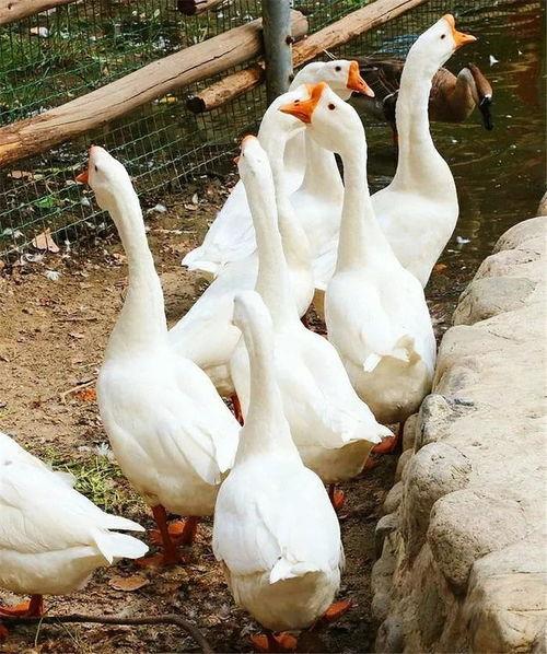 幸运鹅吃瓜视频,揭秘娱乐圈幕后故事