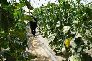 辽瓜视频群众吃瓜,群众吃瓜，欢乐无限