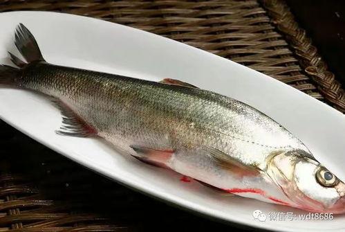 海上吃八瓜鱼视频大全,揭秘八瓜鱼美食之旅