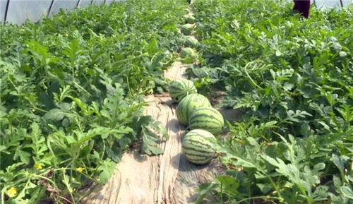 兰陵吃瓜最新事件视频,揭秘幕后真相，网友热议不断