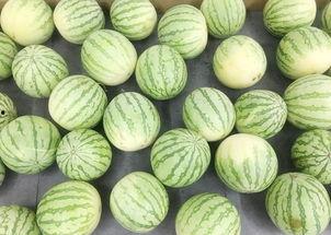 吃瓜真实的视频,一场视觉盛宴的幕后故事