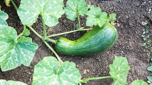 瓠瓜老了可以吃吗视频,老瓠瓜的妙用揭秘